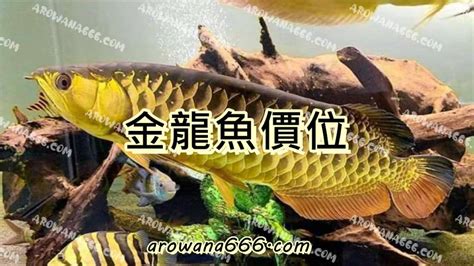 蛇皮銀包風水 金龍魚價格